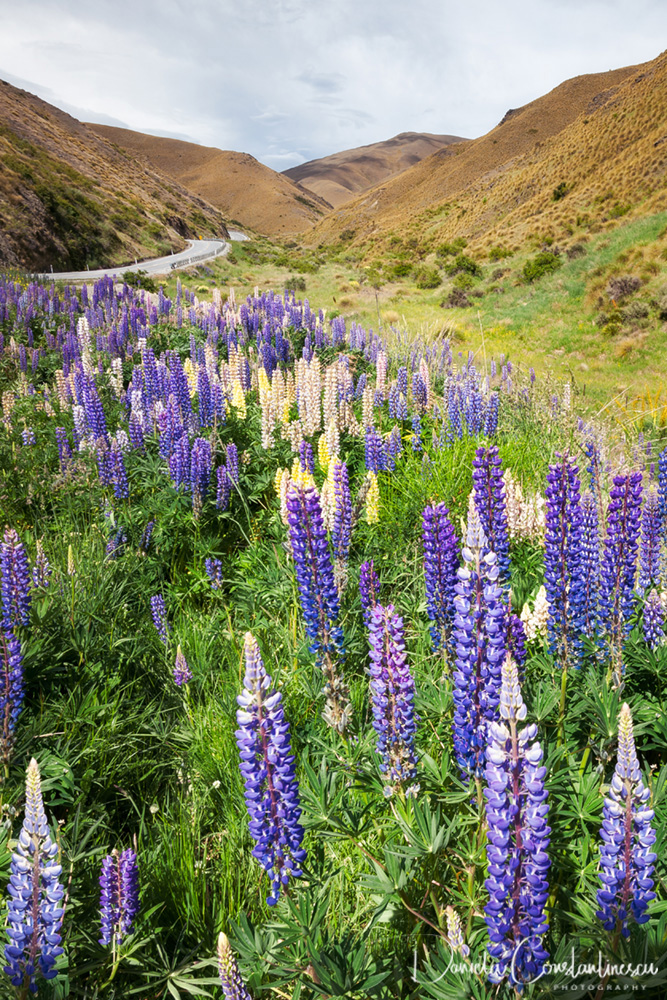 Purple and yellow Lupins along Crown Range Road